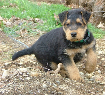 Oscar
