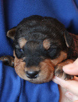 Puppy