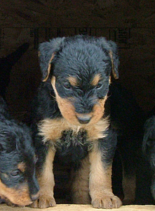 Puppy