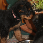Miss Pink investigating the parsley.