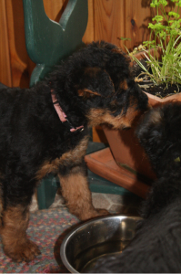Miss Pink investigating the parsley.