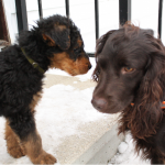 Olive & Remington