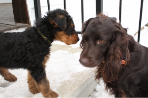 Olive & Remington