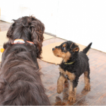 Remington & Olive