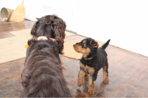 Remington & Olive