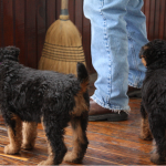 Purple and Olive watching the broom.