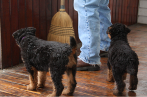 Purple and Olive watching the broom.