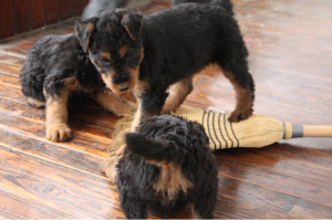 Kill the broom!