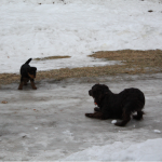 Olive and Remington