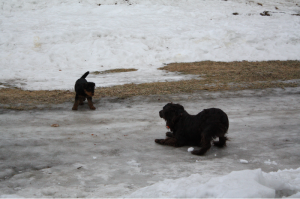 Olive and Remington