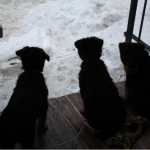 They were watching Remington and Olive play. Yellow is on the left. See how he ears don't match? One of them had gone flop. I am gluing them back into position today.