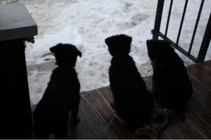 IMG_6758_b They were watching Remington and Olive play. Yellow is on the left. See how he ears don't match? One of them had gone flop. I am gluing them back into position today.