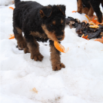 Black found an orange peel