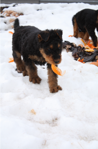 Black found an orange peel