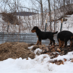 IMG_6798_c Checking out the manure pile. Yum, yum, poopsicles. :P