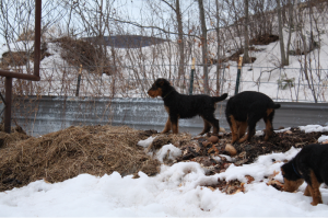 Checking out the manure pile. Yum, yum, poopsicles. :P