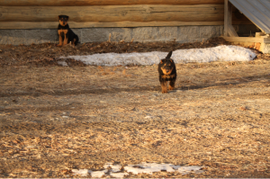 Blue sitting, Black walking