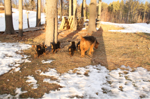 Ivy and crew