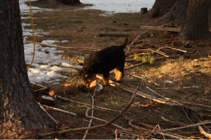 Black We had set out coconuts for the squirrels. They weren't too impressed but the puppies sure liked them!