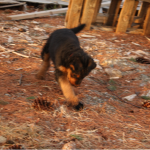 IMG_6864_c Red batting at the pine cone like a cat.
