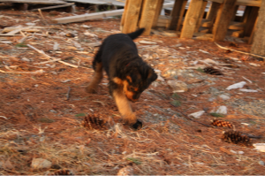 IMG_6864_c Red batting at the pine cone like a cat.