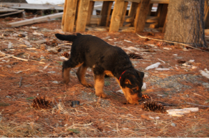 He had more fun with those pine cones!
