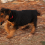 IMG_6867_c Red on the run