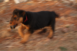 Red on the run