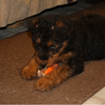 IMG_6870_c Olive