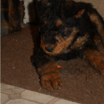 IMG_6875_c Black