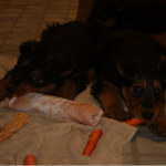 IMG_6879_c Olive (left) & Yellow (right), chewing on a pig skin roll and a carrot, respectively.