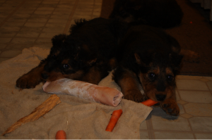 Olive (left) & Yellow (right), chewing on a pig skin roll and a carrot, respectively.