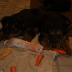 IMG_6881_c Olive (left) & Yellow (right)