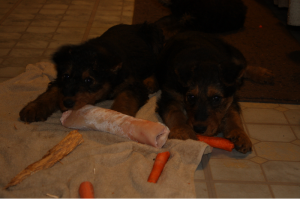 Olive (left) & Yellow (right)