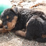 IMG_1569 Blue napping