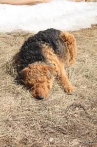 Even Ivy was taking a nap