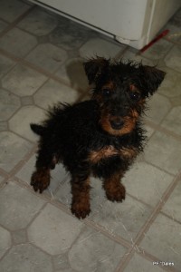 Bedraggled Jupiter