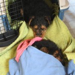 Ju and Peri snuggled up after their bath