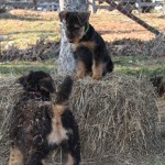 IMG_1962 Ju on her hay bale "You can't get me!"