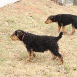 Pippa -front Maggie -back