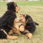 Maggie -L Pippa -R