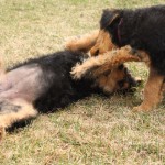 Pippa on her back