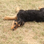 Maggie