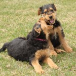Maggie -L Pippa -R