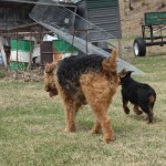 Maggie following Ivy